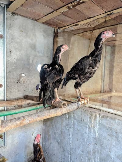 3 Aseel murghi for sale