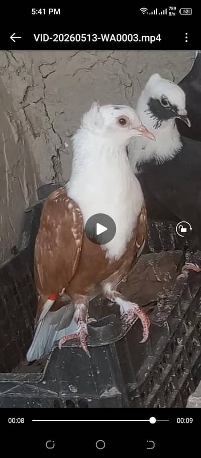 Red karbali chotidar Male