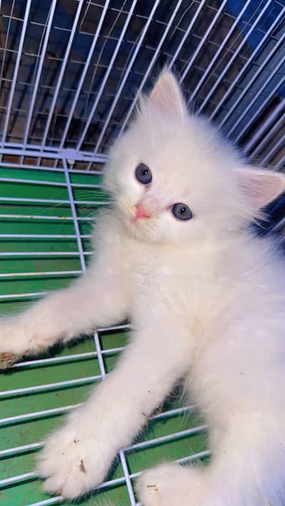persian cat