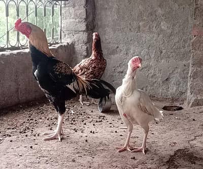 Aseel Patha or 2 females