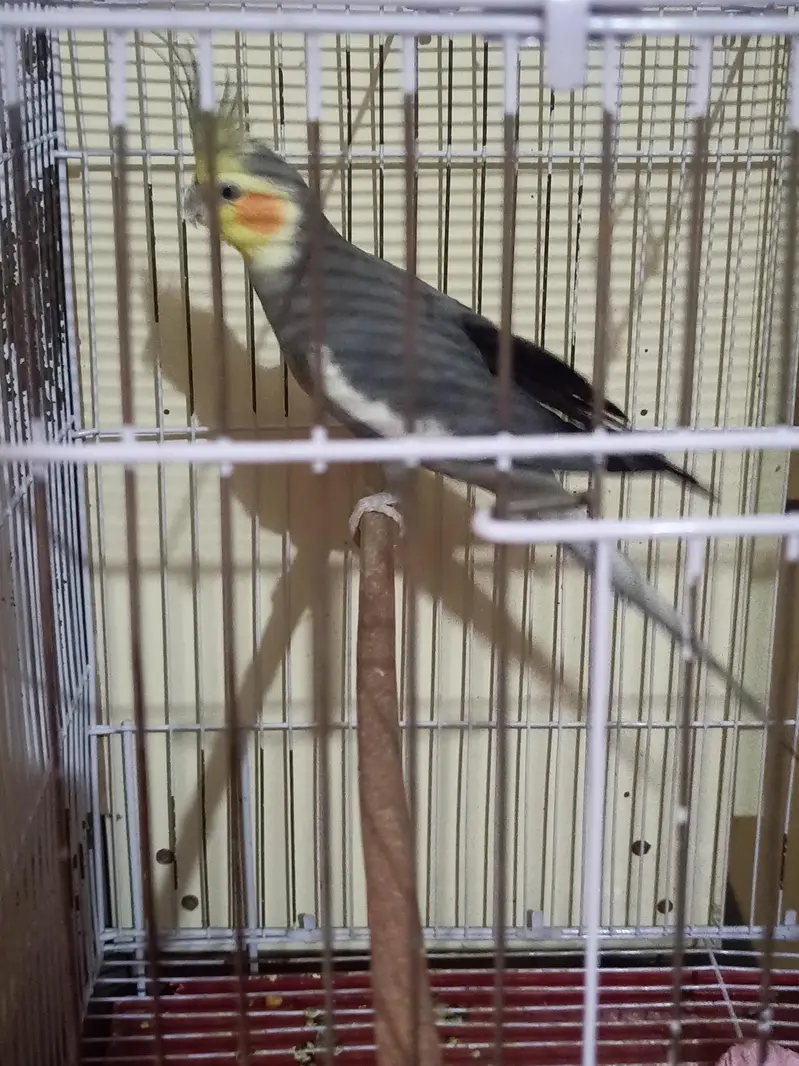 urgent sale k lye male cocktail adult hy
