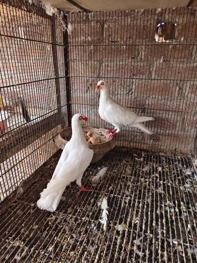 White Danish pair with chicks