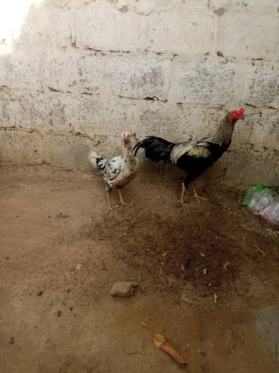 aseel male and female jambo size03212177259