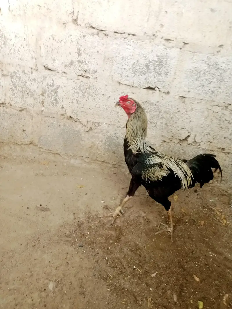 aseel male and female jambo size03212177259 — photo 3
