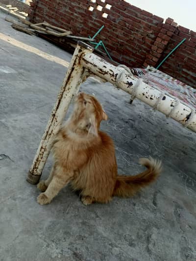 Persian cat for sale