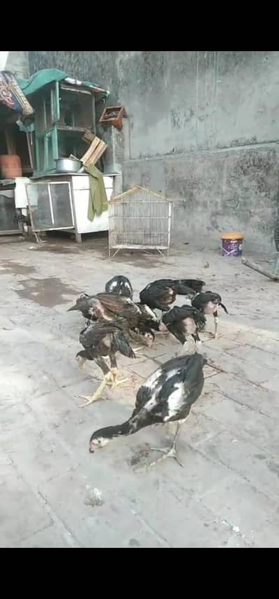 aseel Thai kraas bahot a hi bareed ha faightar