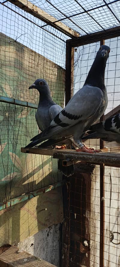 Important blood line pair blue bar  pigeon
