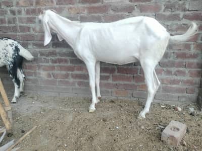 pure rajanpuri bakri for sale