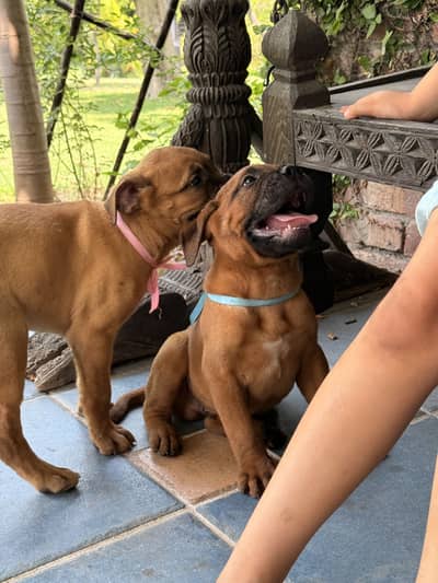 Bullmastiff Puppies – KCP Registered