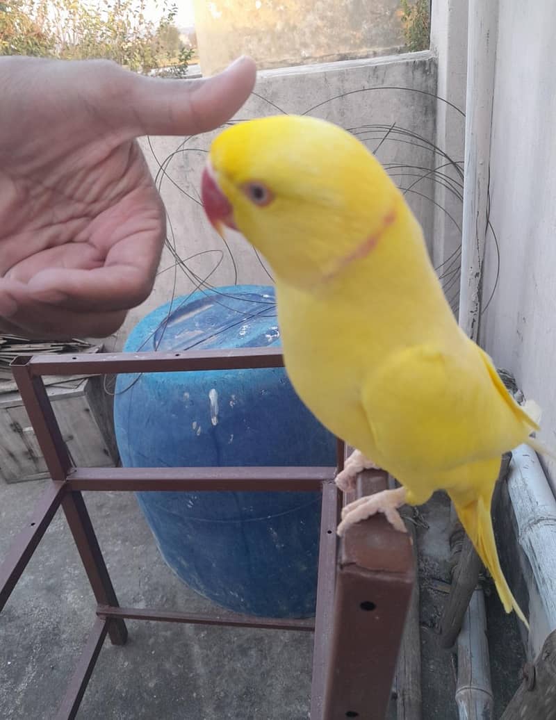 yellow ringneck 0