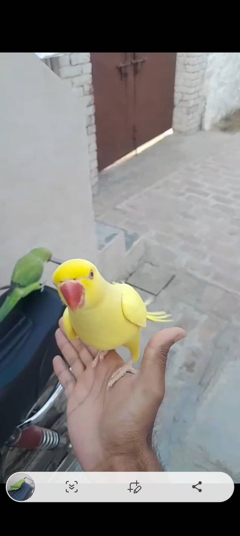 yellow ringneck 1