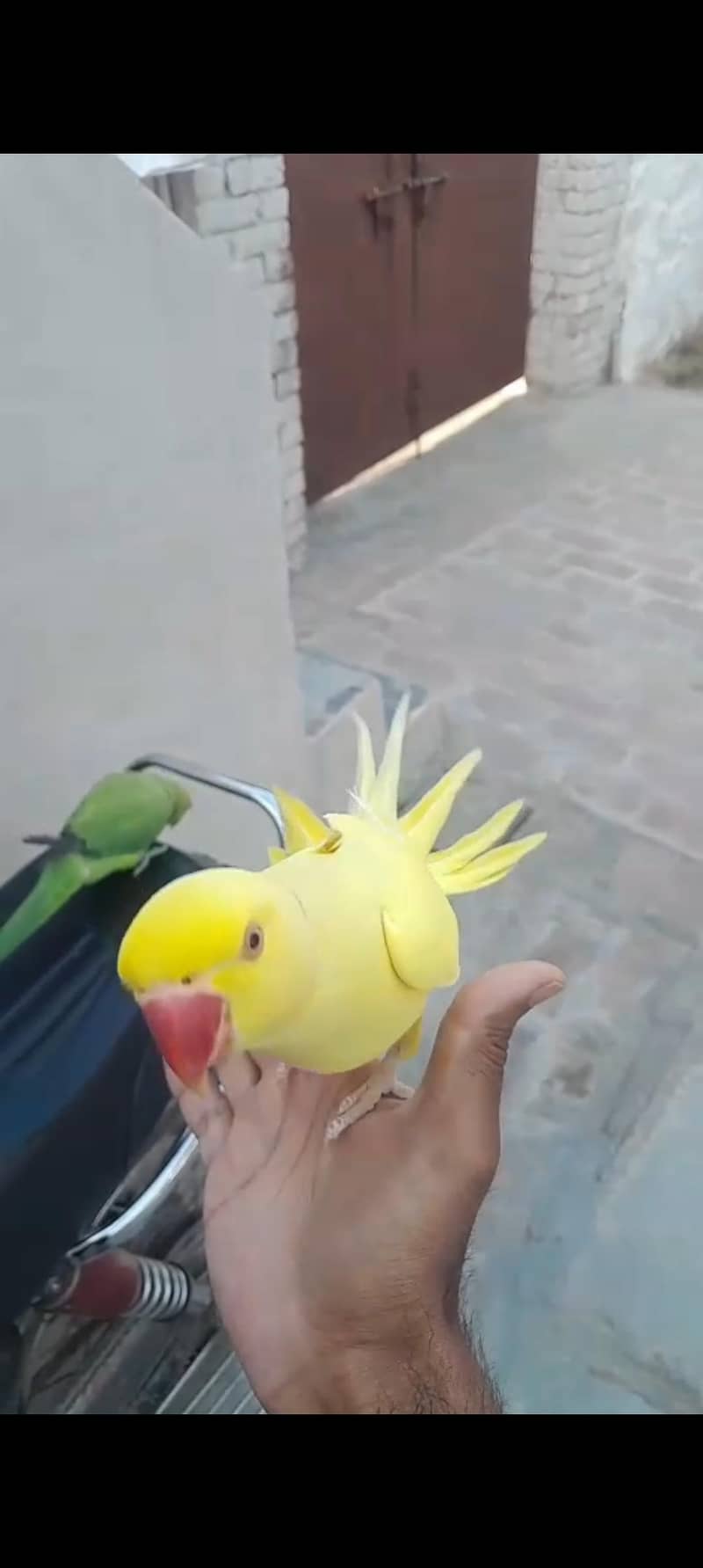 yellow ringneck 2