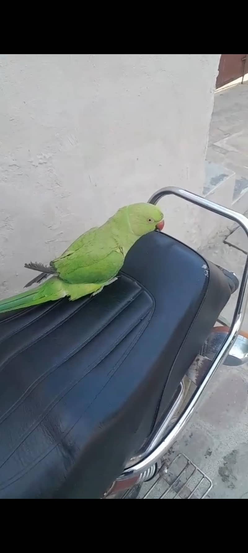 yellow ringneck 3