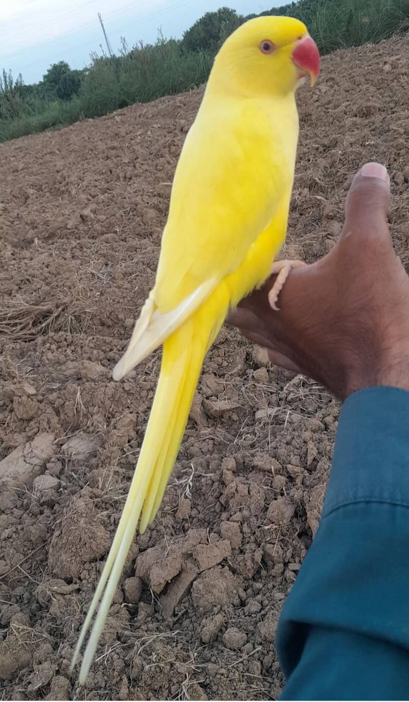 yellow ringneck 4