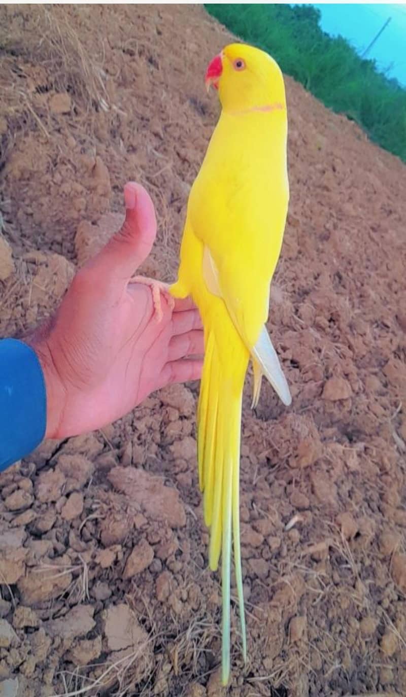 yellow ringneck 5