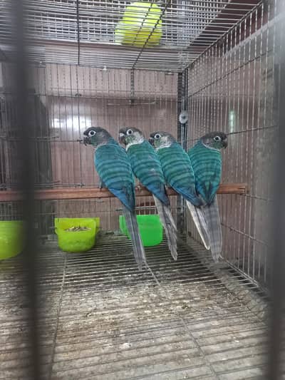 Blue turquoise conure pairs available/parrots