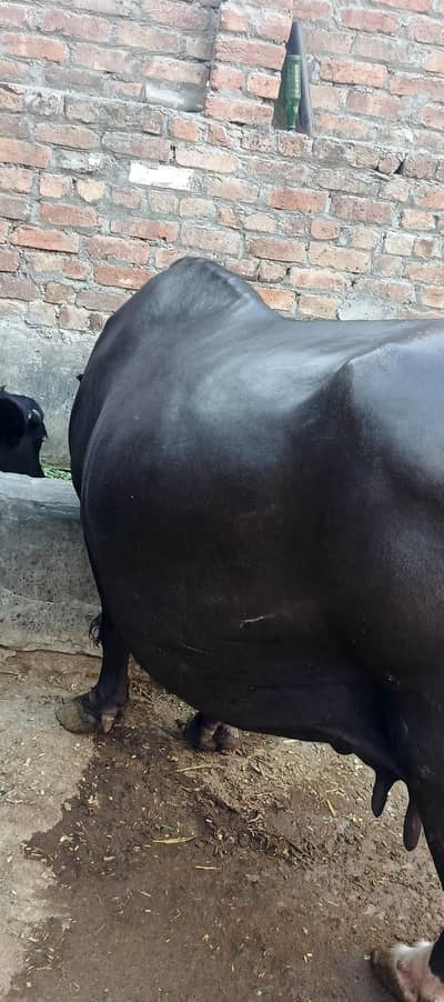 khangri buffalo