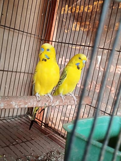 yellow TCB king size breedr pair Available