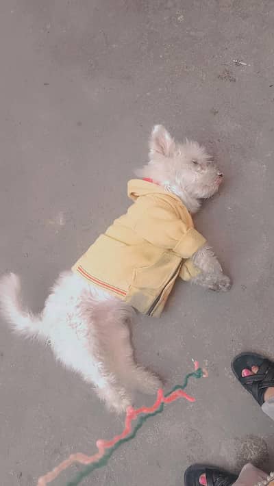 dog for sale