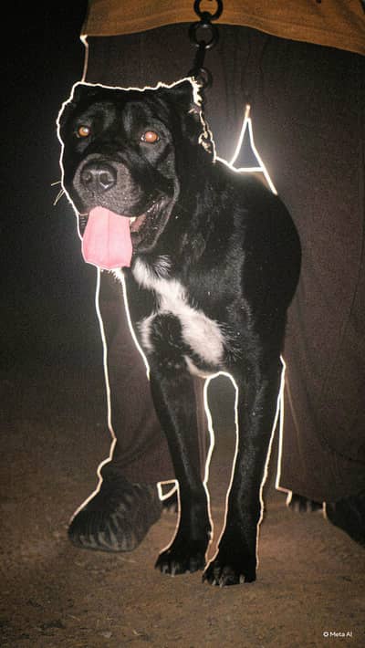 Cane corso 6month male puppy