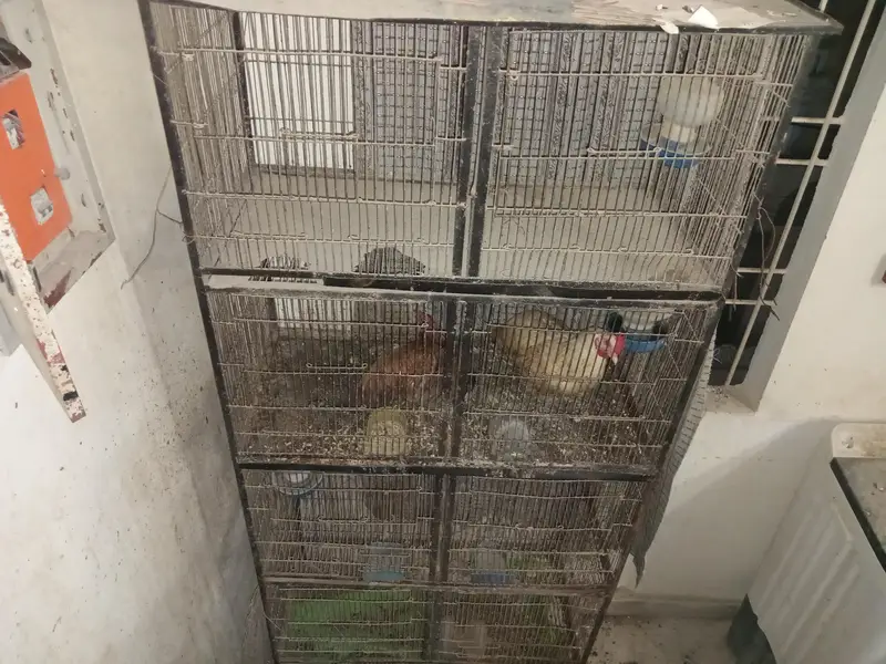 four potion cage