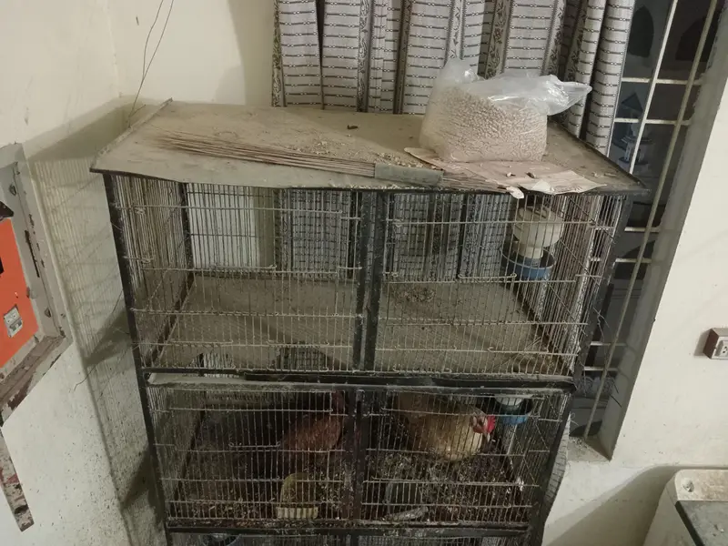 four potion cage — photo 3