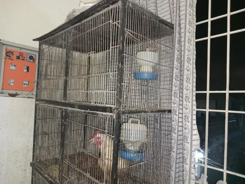 four potion cage — photo 4