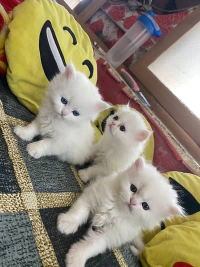 Persian kittens available for sale