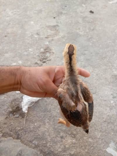 bnd gdi asel chick