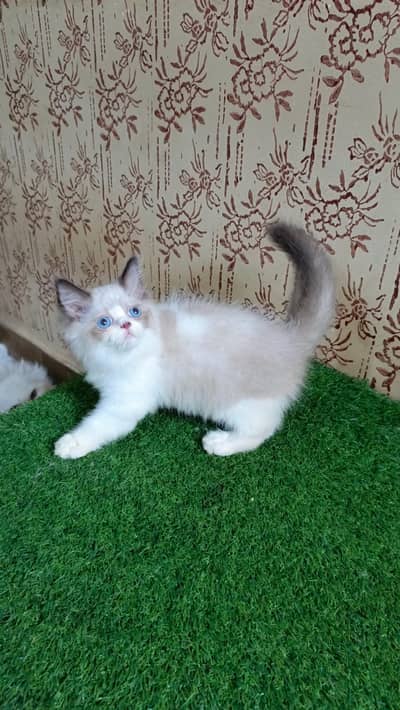 High quality Regdoll Kitten(Triple coated)(Cash on Delivery)(Karachi)