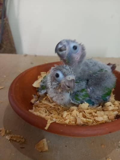 conure chicks pairs availble