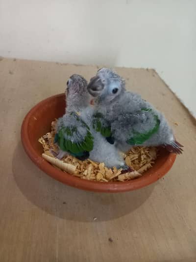 conure chicks pair available/parrots babe