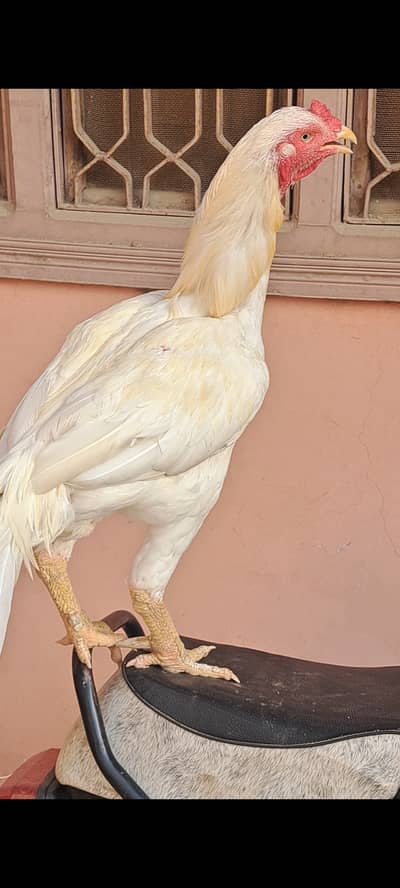 Heera Breeder and pathy also available.