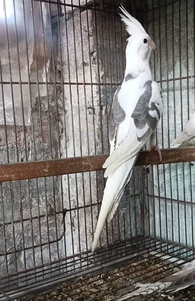 V Pied, Fallow(Split) and Gray cocktails