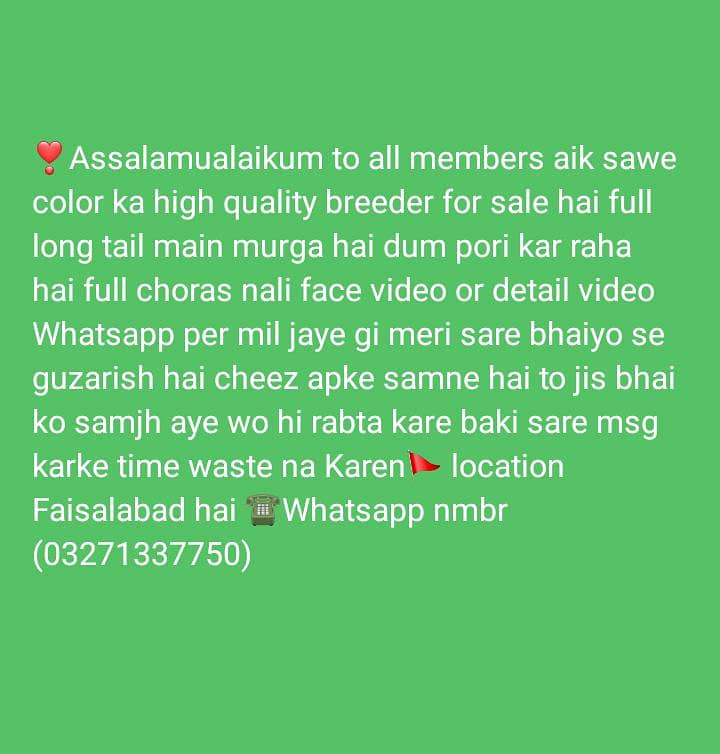 Aseel 3