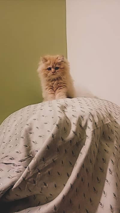 Browni kitten