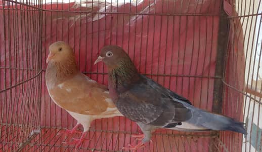 patti wala phatta phatti pair for sale. . .