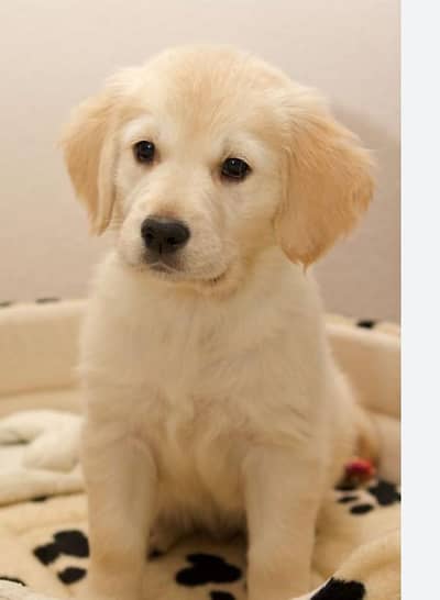 British labra puppy for sale (0318)(8588616)