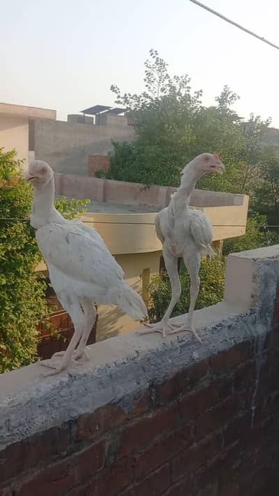 Heera Aseel Pair