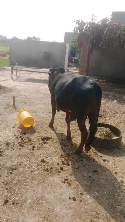 black bull