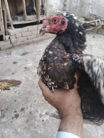 ek patha or breadr female urgent sale bnd gadi