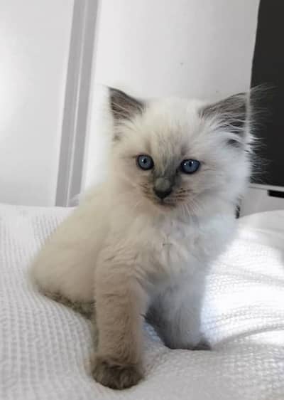 different prices total 5 kittens