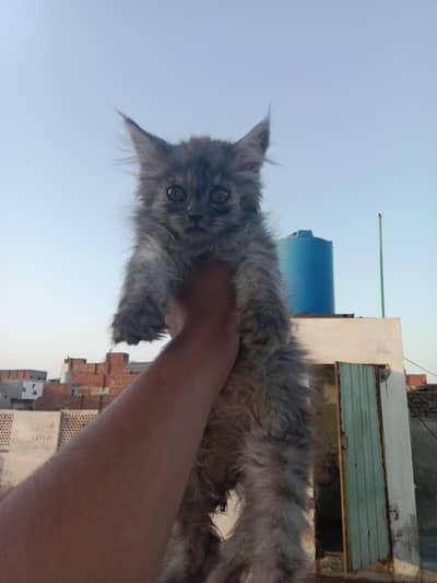 Persian kittens for sale