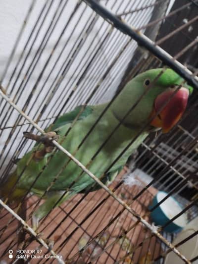 raw female talking parrot for sale