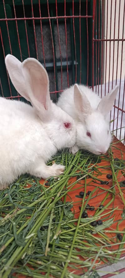 2 child rabbit Red Eyes
