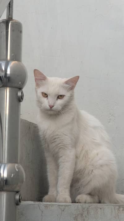 White Persian 1.5 Month pregnant Yellow Eyes