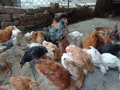 Golden misri chicks for sale.