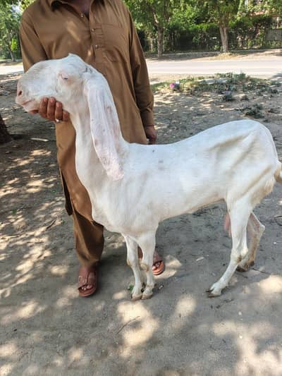white rajanpuri bakri