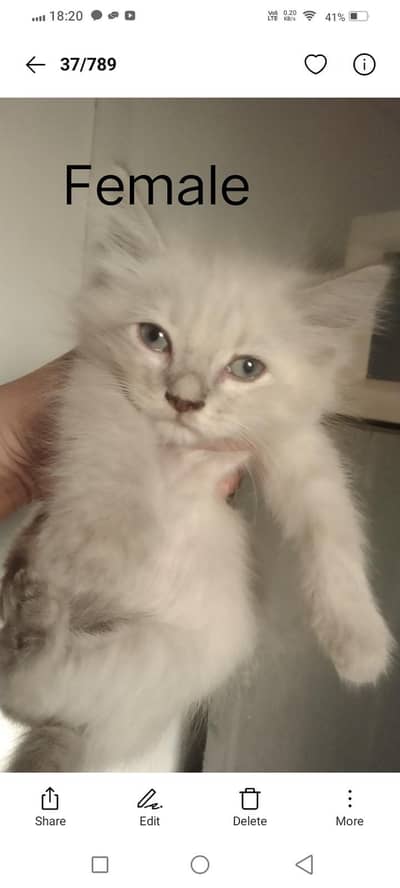 Persian kittens