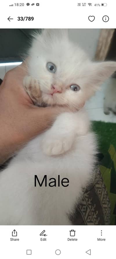 Persian kittens for adoption